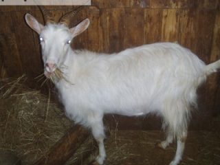 cabra megreliana
