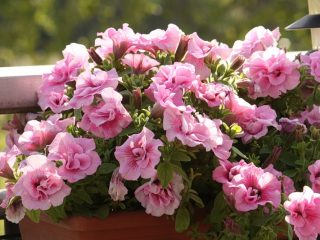 Maankalender voor het planten van petunia's in 2024