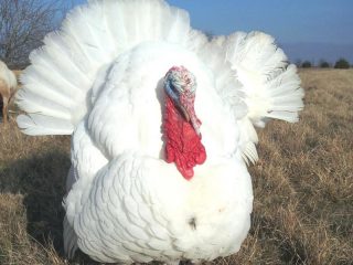 Morky plemena Big 6: charakteristika, chov