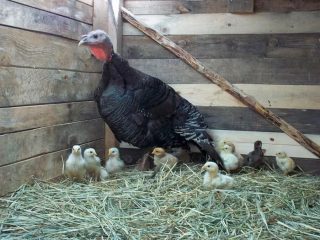 Celeiro de perus faça você mesmo + foto