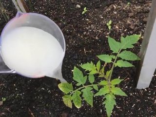 How to water tomato seedlings with yeast