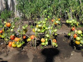 How to grow tomatoes without seedlings