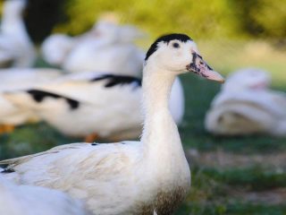 Mulard duck breed