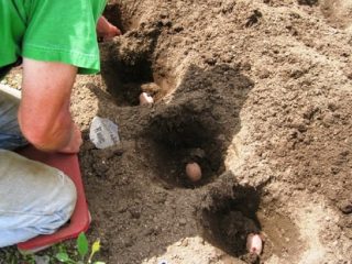Distance between rows when planting potatoes