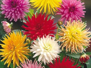 Dahlia Cactus: groeien uit zaden 