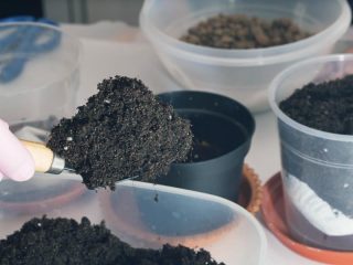 Terreno para plántulas de petunia.