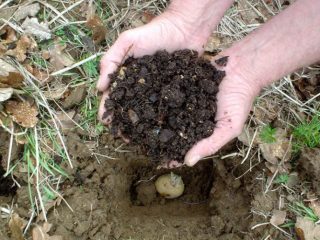 How to fertilize potatoes when planting in a hole