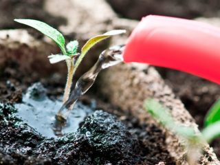 Feeding tomato seedlings