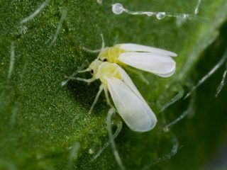 How to deal with whitefly on tomato seedlings