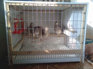 Mantener y criar codornices en casa.