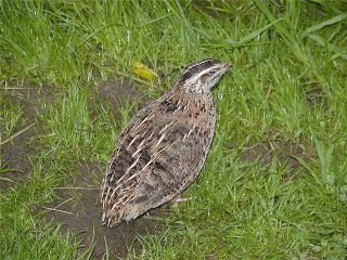Cómo determinar el sexo de las codornices.
