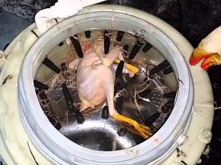 Cómo hacer una máquina para emplumar codornices