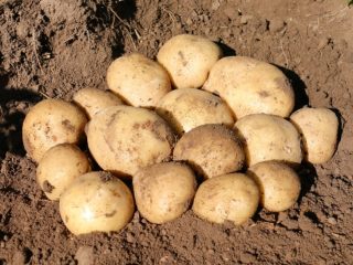 Sifra Potatoes