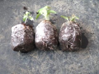 Menanam anak pokok tomato tanpa memetik