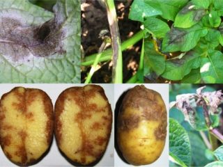 Fighting potato late blight