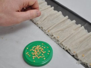 Tomato seedlings without soil