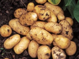 Dutch potato varieties