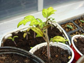 Why do the leaves of tomato seedlings turn yellow?