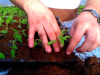When to sow tomatoes for seedlings according to the lunar calendar in 2024