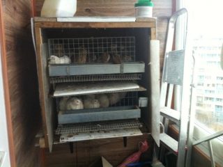 Codorniz en el apartamento