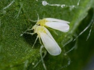 Pests of tomato seedlings and control methods