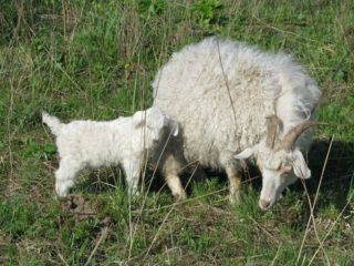 Razas de cabras peludas