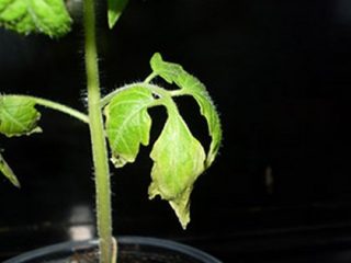 Why do tomato seedlings lose their leaves?