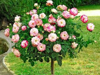 Varieties of roses with photos and descriptions