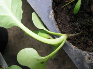 Petunia-zaailingen sterven