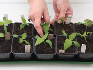 How to properly sow sweet peppers for seedlings