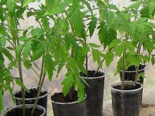 شتلات الطماطم رفيعة وطويلة: ماذا تفعل؟