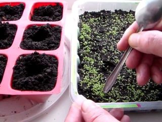 How to sow petunia for seedlings correctly