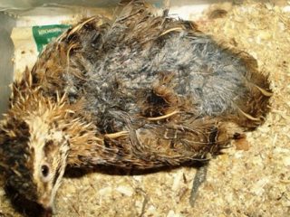 Symptoms of quail diseases and their treatment