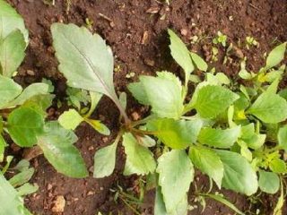 Jaarlijkse dahlia's: groeien uit zaden, wanneer planten