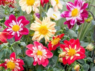 Dahlia Merry guys: description, growing from seeds