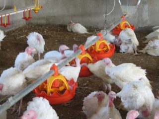 Alimentando perus em casa