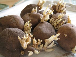 Kalendar lunar untuk menanam kentang pada Mei 2024