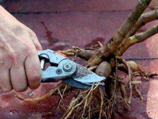 When to get dahlias for germination
