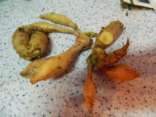 Propagación de dalias