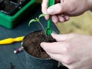 قطف شتلات الطماطم