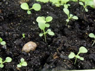 Når skal du plante petuniafrøplanter i 2024