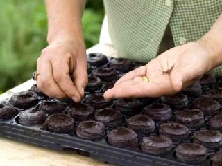 كيفية زراعة شتلات الفلفل والطماطم بشكل صحيح