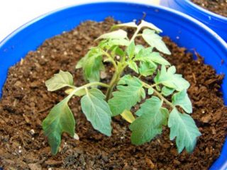 Why do the leaves of tomato seedlings dry out?