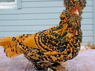 Pavlovsk breed of chickens: egg production, characteristics