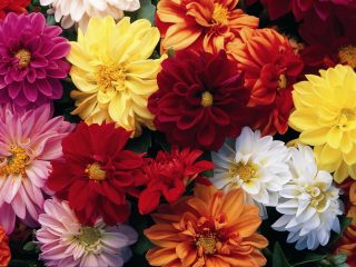 Jaarlijkse dahlia's: variëteiten + foto's