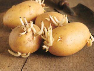 How and when to germinate potatoes for planting