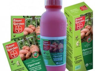 How to treat potatoes before planting with prestige + video