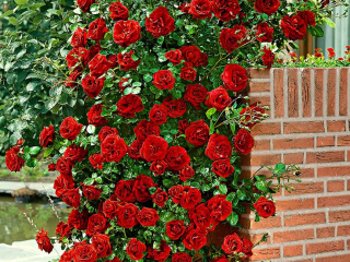 Rosa trepadora Santana: plantación y cuidado.