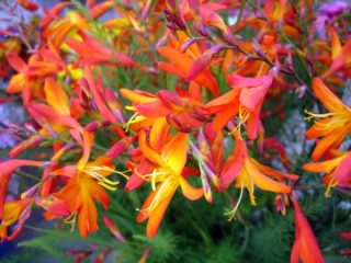 Gladíolo chinês: foto, plantio e cuidado