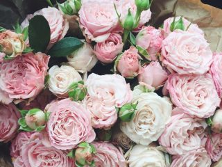 Bush rose Bombastic